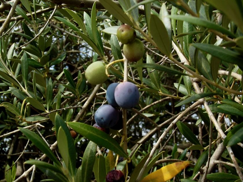 Oliva-olivera-arbequina