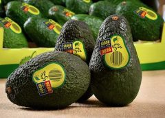 Fruits-Ràfols-Paso-Lagarto-Aguacates-Premium-1