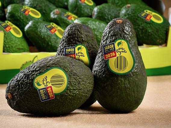 Fruits-Ràfols-Paso-Lagarto-Aguacates-Premium-1